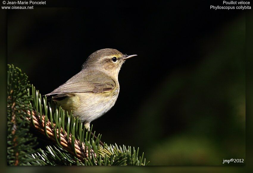 Common Chiffchaff