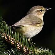 Common Chiffchaff