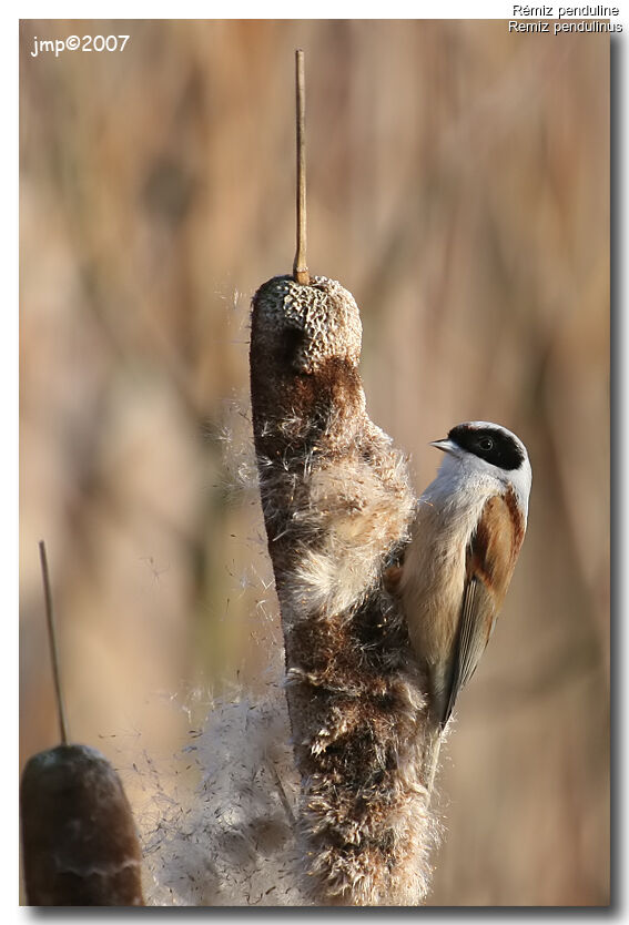 Eurasian Penduline Tit