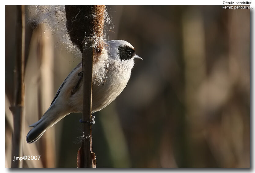 Rémiz penduline