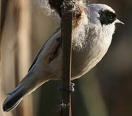 Rémiz penduline