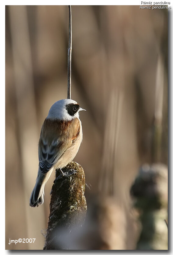 Rémiz penduline