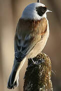 Eurasian Penduline Tit