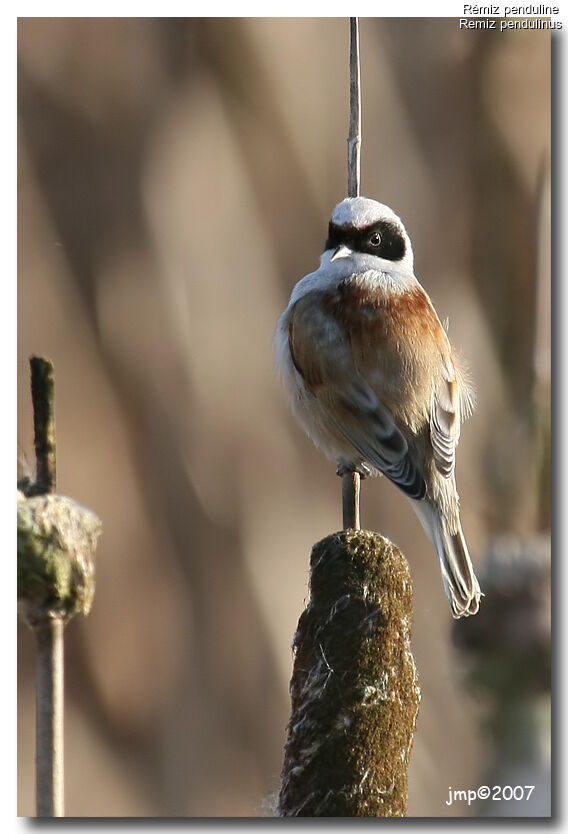 Rémiz penduline