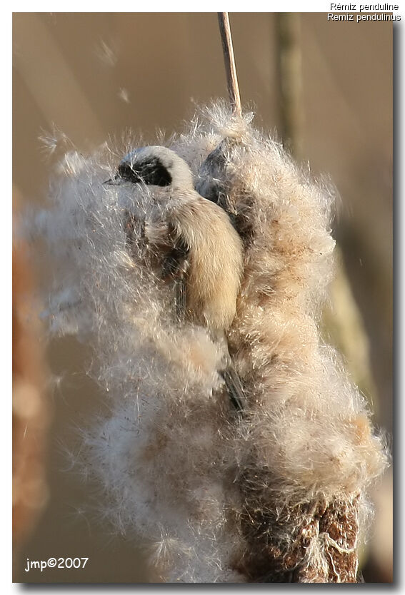 Rémiz penduline