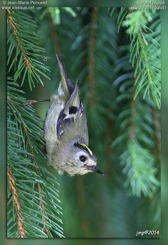 Goldcrest