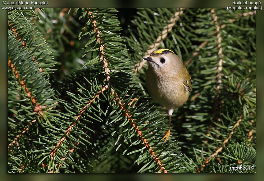 Goldcrest