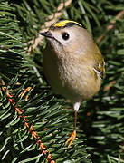 Goldcrest