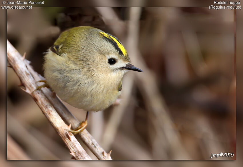 Goldcrest