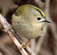 Goldcrest