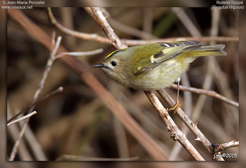 Goldcrest