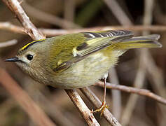 Goldcrest