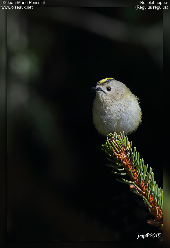 Goldcrest