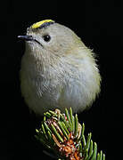 Goldcrest