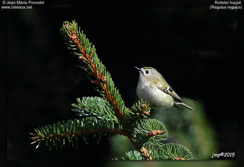 Goldcrest