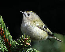 Goldcrest