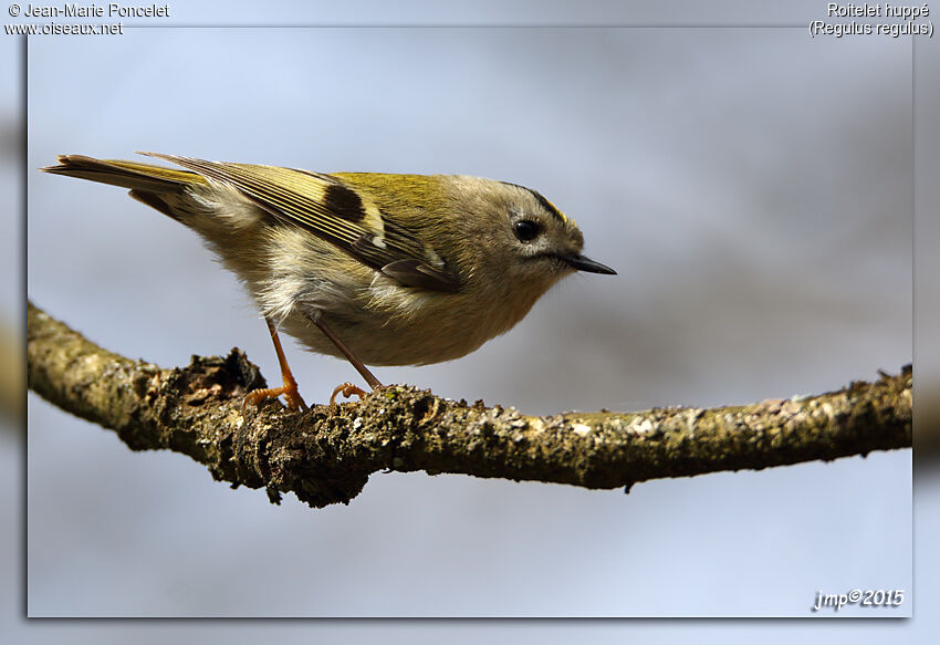 Goldcrest