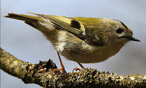 Goldcrest