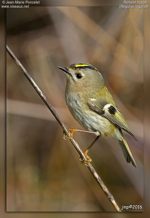 Goldcrest