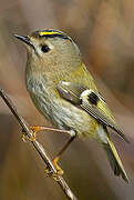 Goldcrest