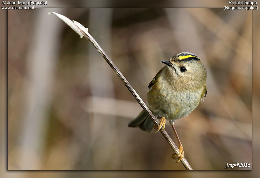 Goldcrest