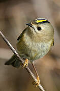 Goldcrest