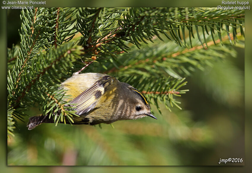 Goldcrest