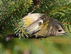 Goldcrest