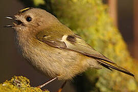 Goldcrest