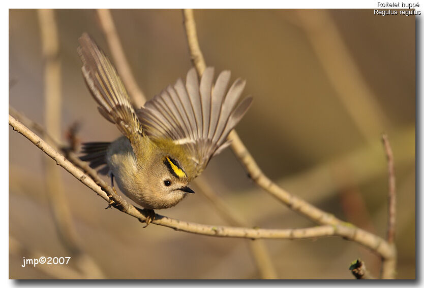 Goldcrest