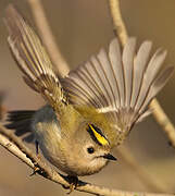 Goldcrest