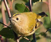 Goldcrest