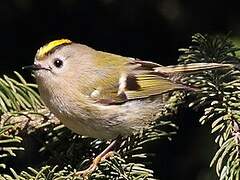 Goldcrest