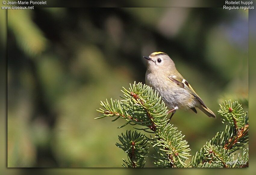 Goldcrest