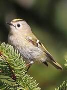 Goldcrest