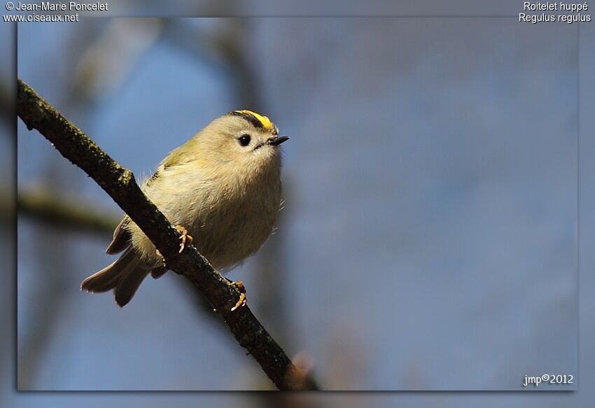 Goldcrest