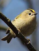 Goldcrest