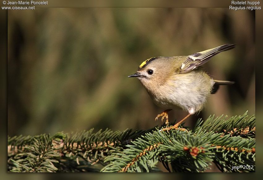 Goldcrest