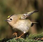 Goldcrest