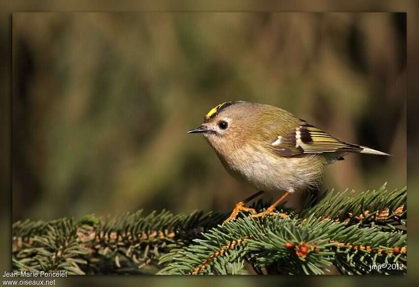 Goldcrestadult, identification