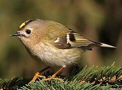 Goldcrest