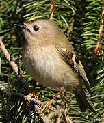 Goldcrest