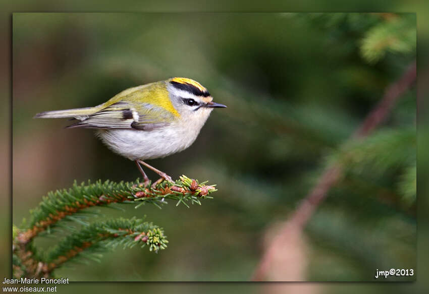 Common Firecrest female adult, identification