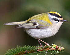 Common Firecrest