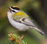 Common Firecrest