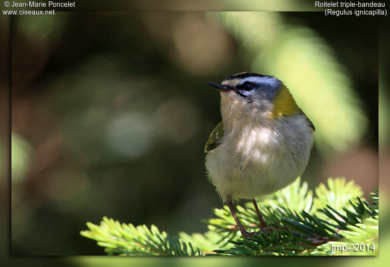 Common Firecrest