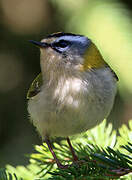 Common Firecrest