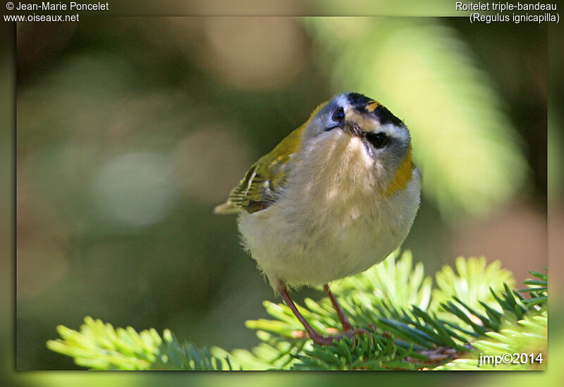 Common Firecrest