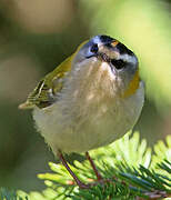 Common Firecrest