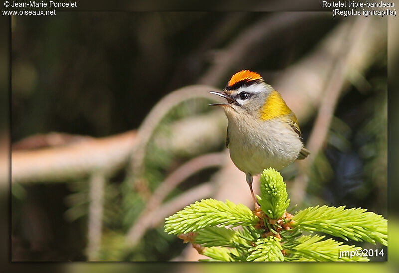 Common Firecrest